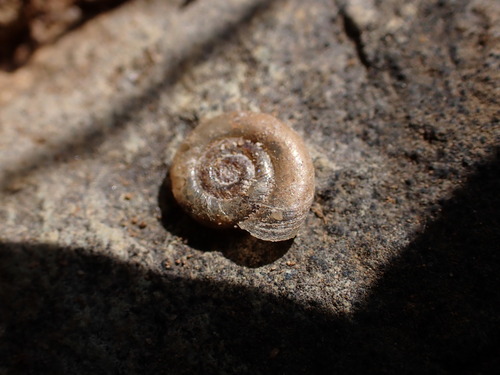 Chinese ram's-horn snail