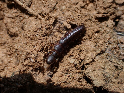 Embia ramburi