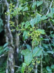 Danais microcarpa image