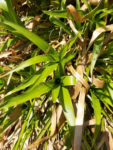 chlpaňa lesná (Luzula sylvatica)
