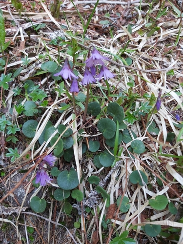 soldanelka karpatská (Soldanella carpatica)