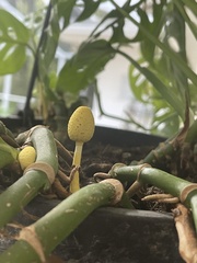 Leucocoprinus birnbaumii image