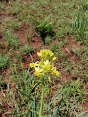 Bulbine capitata