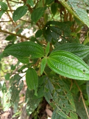 Miconia subseriata
