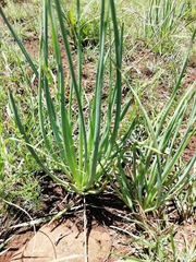 Bulbine capitata