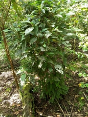 Miconia subseriata