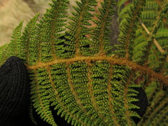 Polystichum speciosissimum