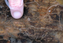 Tritonicula myrakeenae