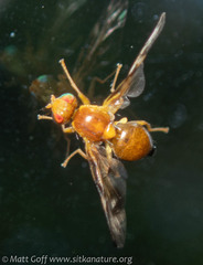 Euleia uncinata