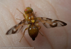Euleia uncinata