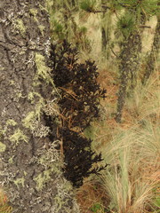 Arceuthobium vaginatum