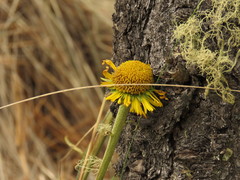 Hymenoxys integrifolia
