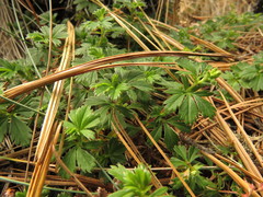 Alchemilla procumbens