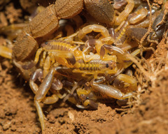 Uroplectes triangulifer