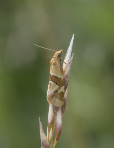Aethes triangulana