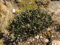 Robinsonecio gerberifolius
