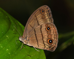 Megeuptychia monopunctata