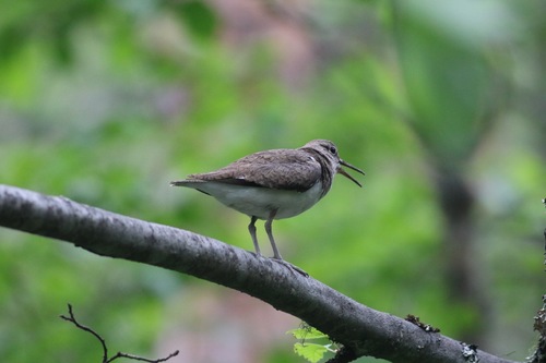 Andarríos chico (Actitis hypoleucos)