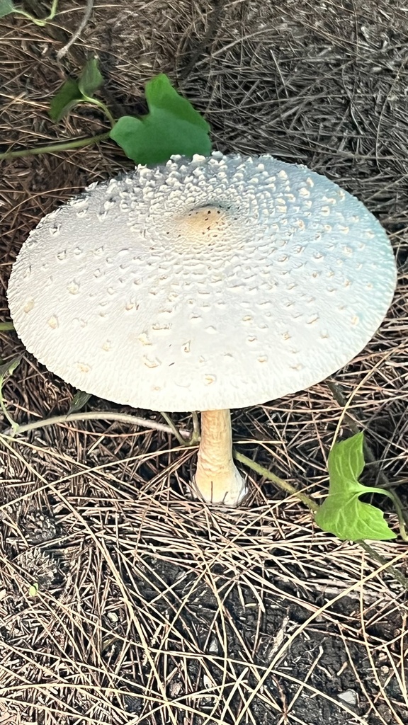 Chlorophyllum molybdites · June 2023 · photo: © pathway0201 (iNaturalist, cc-by)