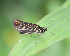 Apaustus gracilis