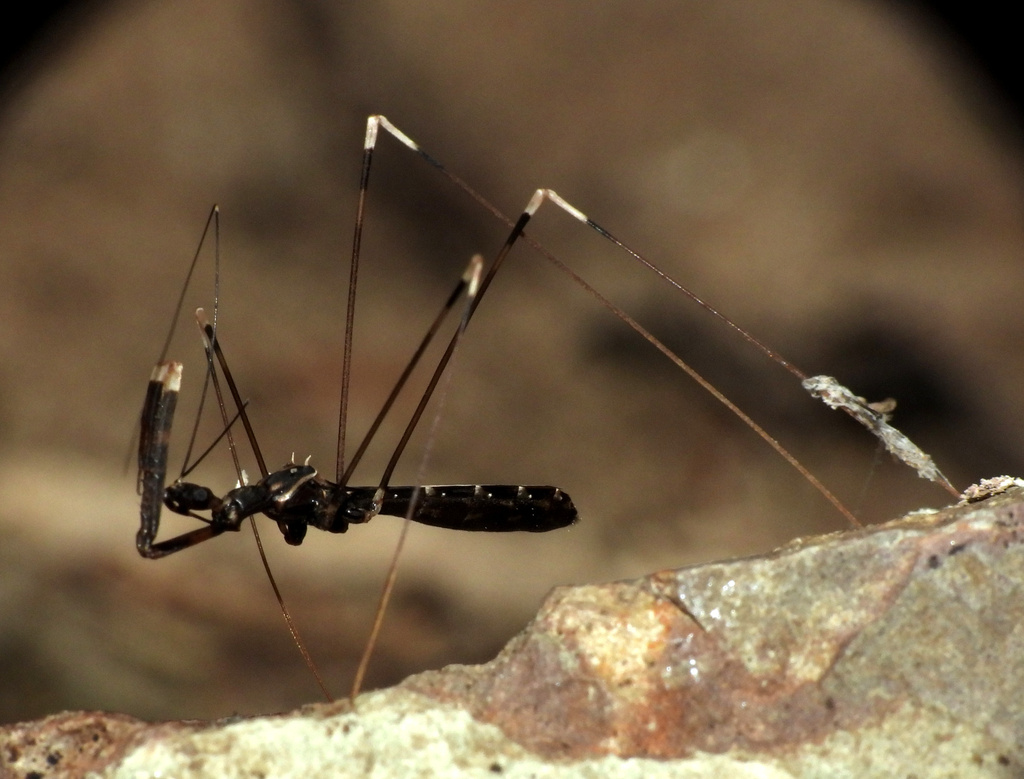 Phasmatocoris