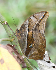 Eryphanis automedon