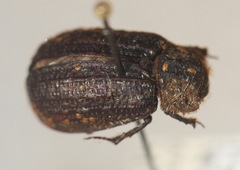 Trox unistriatus