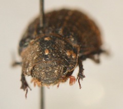 Trox unistriatus