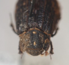 Trox unistriatus