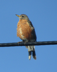 Turdus migratorius