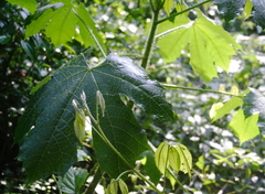 Cnidoscolus multilobus