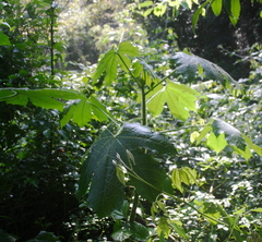 Cnidoscolus multilobus