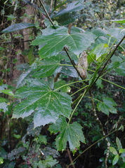 Cnidoscolus multilobus