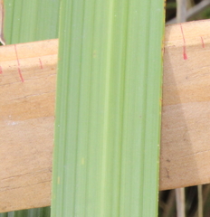 Austroderia splendens