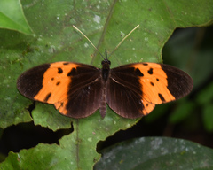 Heliconius numata bicoloratus