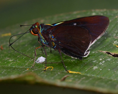Thracides nanea