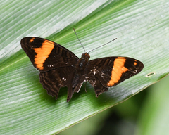 Adelpha boreas
