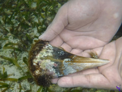 Pinnidae