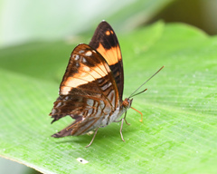 Adelpha boreas
