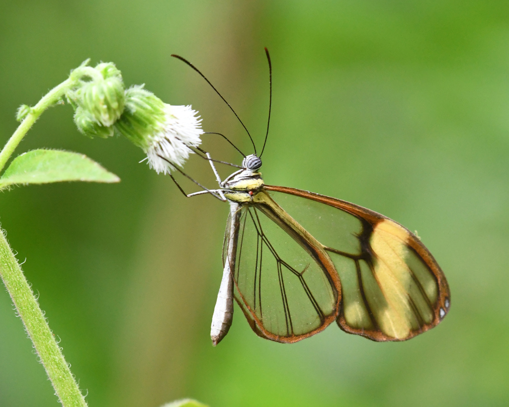 Greta libethris