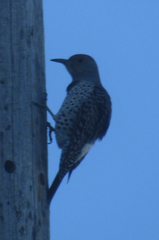 Colaptes auratus
