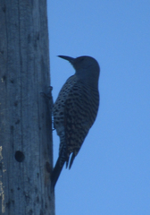 Colaptes auratus