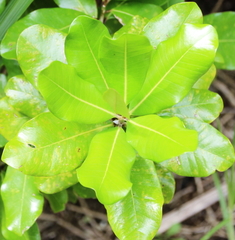 Planchonella costata