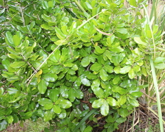 Planchonella costata