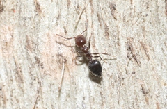 Crematogaster laeviceps