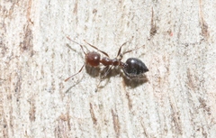 Crematogaster laeviceps