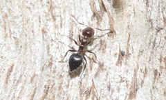 Crematogaster laeviceps