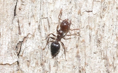 Crematogaster laeviceps
