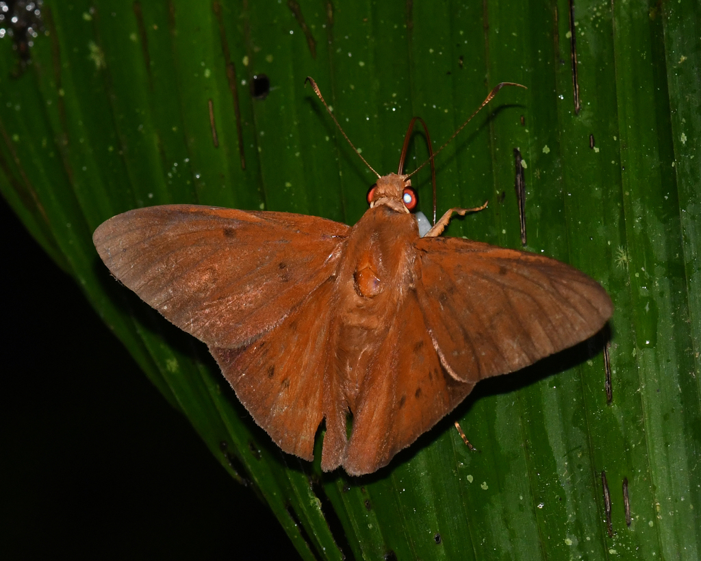 Diaphorus Scarlet-eye