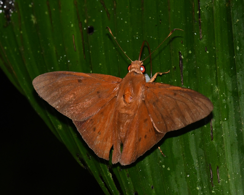 Dyscophellus diaphorus